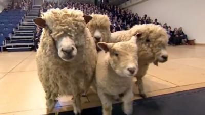 Sheep at Walsall Academy