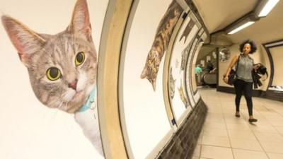 Cats on the underground