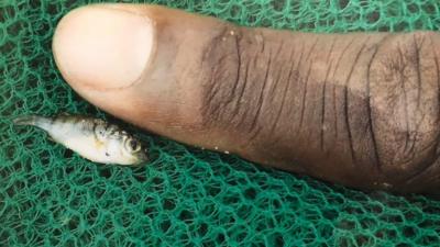 Tiny fish next to human finger on top of mosquito net