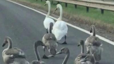 Swans