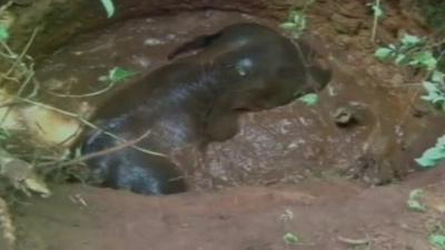 The elephant was stuck in the well in India