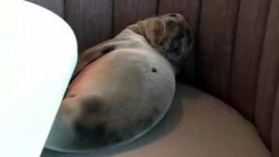 Restaurant workers were shocked to find a hungry sea lion sitting at a table in San Diego.