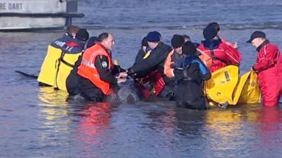 Rescuers with the whale in the River Thames