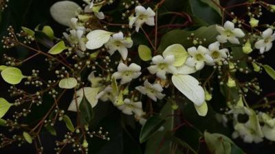 The flowers of the Emmenopterys henryi in Roath Park.