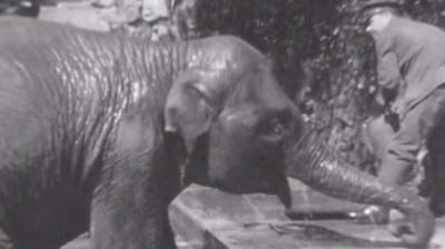 Elephant at Bristol Zoo