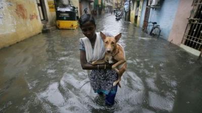 A woman holding a dog wades through a flooded street in Chennai.