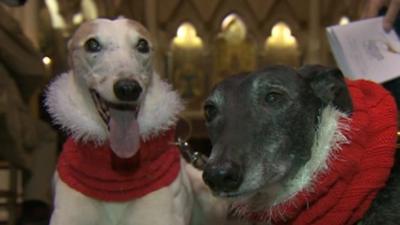 Dogs at the carol concert