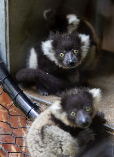 Black and white ruffed lemurs