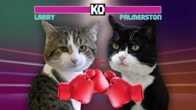 Larry (left) and Palmerston the cat