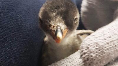 Sphengic the baby penguin