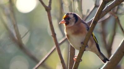 Goldfinch in garden (c) Victoria Gill