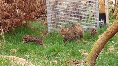 Wildcat kittens