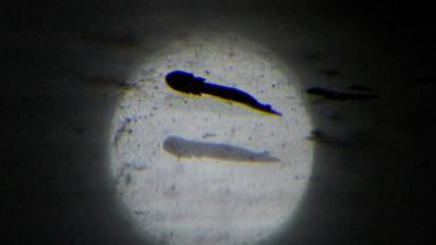 olm hatchling seen under microscope