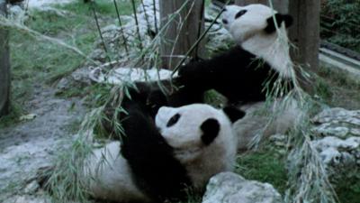 Pandas Ching Ching and Chia Chia eat bamboo in their enclosure at London Zoo