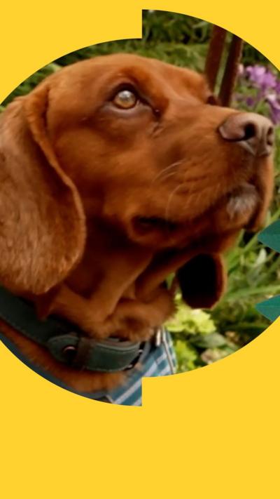 A close up shot of a dog's face