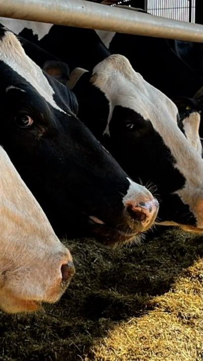 Three cows in a cattle shed eating