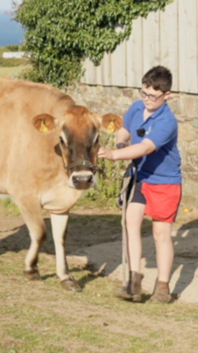 A boy wearing a blue polo shirt and red shorts leading a brown Jersey cow