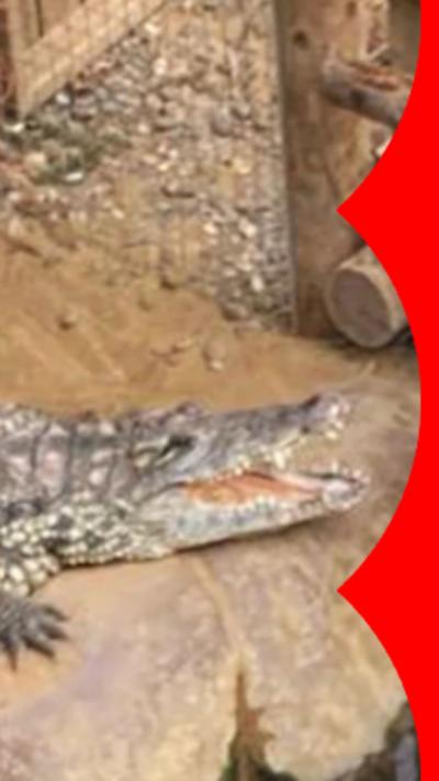 Image of a crocodile on the floor of an enclosure