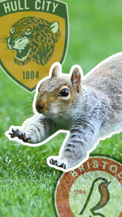 An image of a grey squirrel running acrss a football pitch. The pitch has superimposed the shields of Hull City and Bristol Rovers