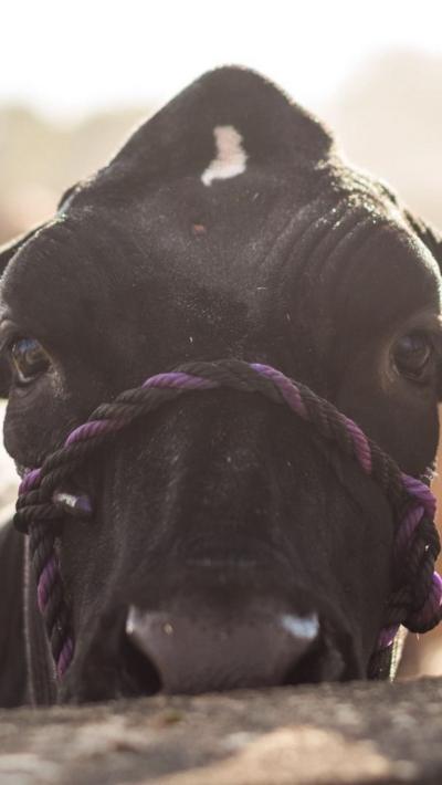 A cow with a black face peeks over a wall