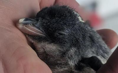 Tiny baby penguin in the palm of a person's hand.