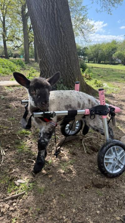 A lamb in a wheelchair