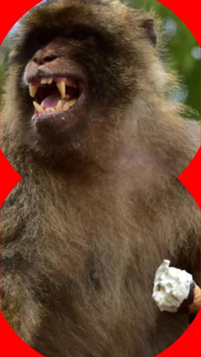 A macaque showing its fangs and holding an ice cream in its left hand.