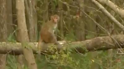 A Rhesus Macaque perches on a tree partially hidden by leaves.