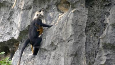 A langur monkey climbs up a cliff holding a baby langur