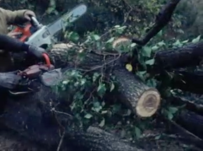 Chainsaws being used to cut down trees