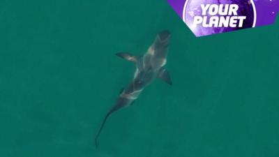 A shark in the water