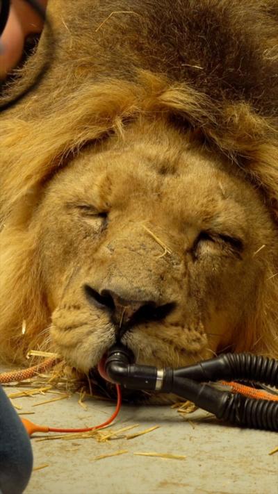 Lion undergoing surgery