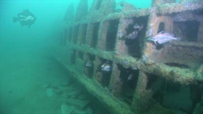 A shipwreck, rusted metal and fish visible poking out of holes in the wreck. 