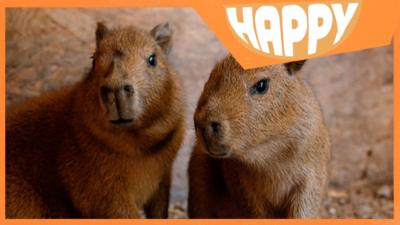 Two capybaras and the Happy News logo