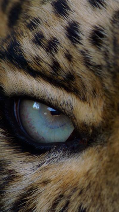 The eye of a leopard