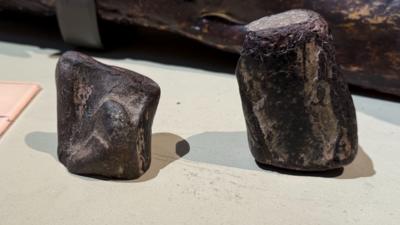 Two dinosaur fossils, the one on the left is smaller than the one on the right, they are dark in colour