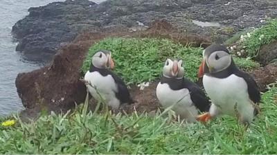 puffins