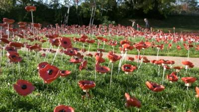 poppies