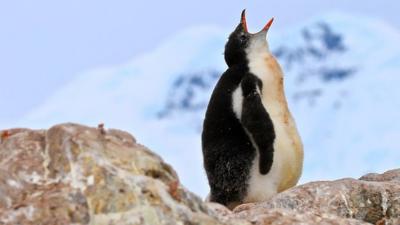 Penguin chick