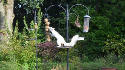 Albino squirrel