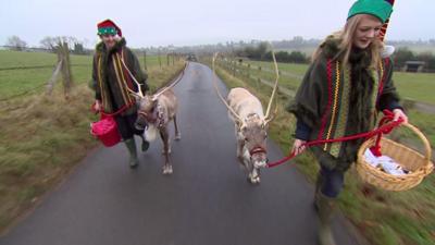 Reindeer walk on a country road