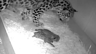 Leopard cubs with their mother