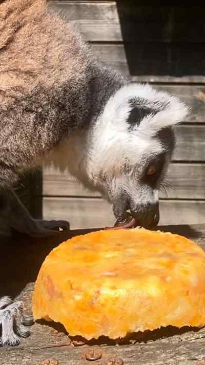 Animal at park