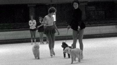 Dogs on ice