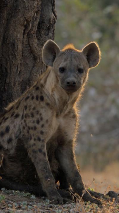 A hyena sits at the base of a tree.