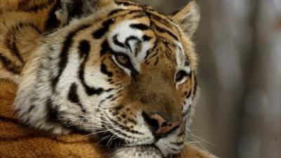 An Amur Tiger was saved when Russia became the first country in the world to give the tiger full protection.