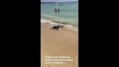 A shark was spotted by British holidaymakers in Majorca