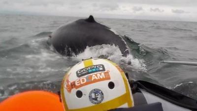 Crew attempting to free a whale that had become entangled in fishing gear