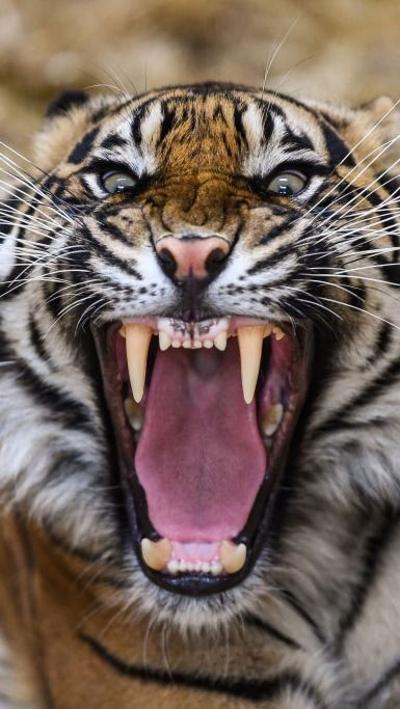 An image of a an orange white and black tiger showing its fangs and looking directly at the camera