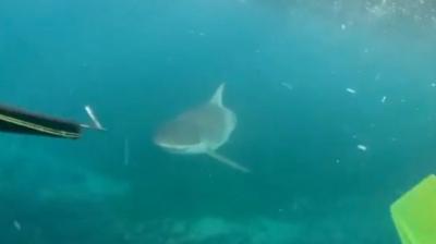 A shark swims near a spear and flippers